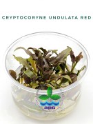 Cryptocoryne Undulata Red TC CUP